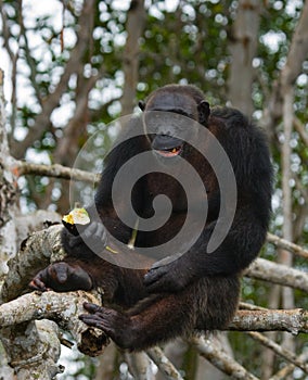 Chimpanzees eat fruit. Republic of the Congo. Conkouati-Douli Reserve. photo