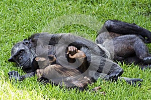 Chimpanzees photo