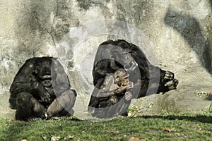 Chimpanzees family photo