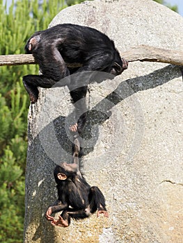 Chimpanzees with her baby playing on branch