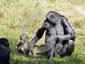 Chimpanzees with her baby sitting on grass