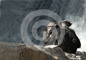 Chimpanzees hugging photo