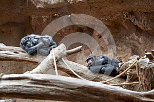 Chimpanzees lying on dried logs in a zoo in Brazil