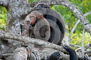 Chimpanzees on mangrove branches. Republic of the Congo. Conkouati-Douli Reserve.