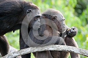 Chimpanzees on mangrove branches. Republic of the Congo. Conkouati-Douli Reserve. photo