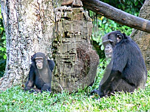 Chimpanzees