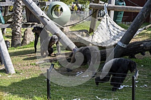 Chimpanzees (Pan troglodytes) at Sydney Zoo in Sydney