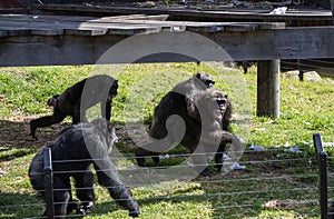 Chimpanzees (Pan troglodytes) at Sydney Zoo in Sydney