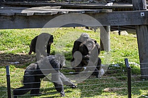 Chimpanzees (Pan troglodytes) at Sydney Zoo in Sydney