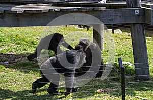 Chimpanzees (Pan troglodytes) at Sydney Zoo in Sydney