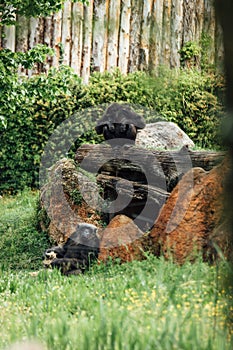 Chimpanzees perched on a rocky outcropping in their enclosure