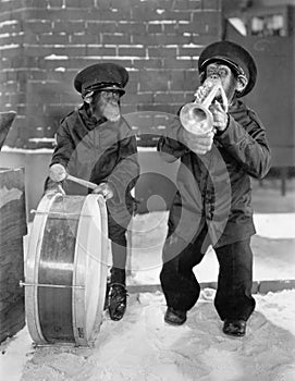 Chimpanzees playing music