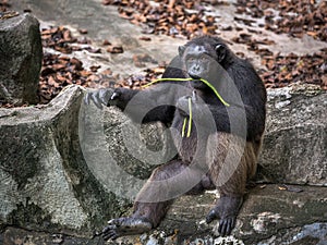 Chimpanzees resting in a natural.