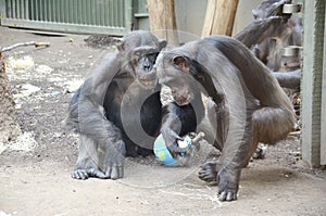 chimpanzees in search of food