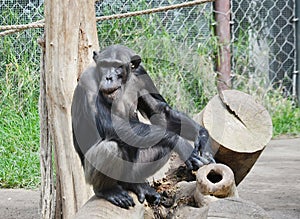 chimpanzees in search of food