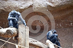 Chimpanzees sitting on dried logs in a zoo in Brazil