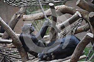 Chimpanzees Sitting in the Sun at the Zoo