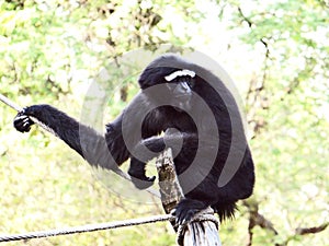 Chimpanzees sitting on a tree in forest environment.