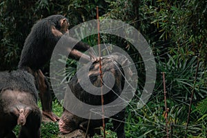 Chimpanzees standing with its back to the camera in Singapore zoo