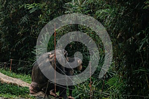 Chimpanzees standing with its back to the camera in Singapore zoo