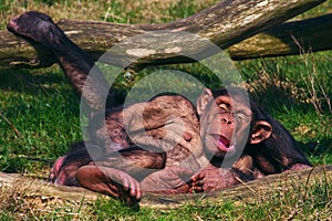 Chimpanzees taking a nap photo