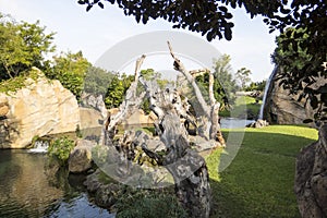 Chimpanzees in the trees in a zoo