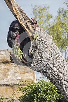 Chimpanzees in the trees in a zoo