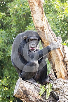 Chimpanzees in the trees in a zoo