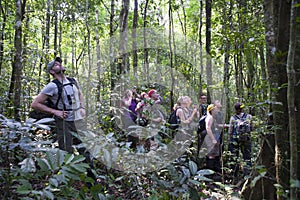 Chimpanzees trekking, people on lookout for chimpanzees, waiting for chimps coming down the tree in Kibale National Park, Uganda