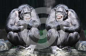 The Chimpanzees. photo