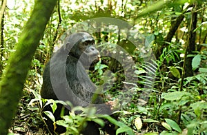 Chimpanzees in Uganda tropical forest