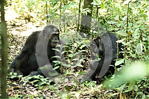 Chimpanzees in Uganda tropical forest