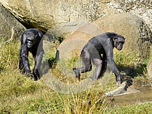 Chimpanzees walking in grass