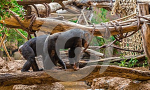 Chimpanzees Walking on a Tree