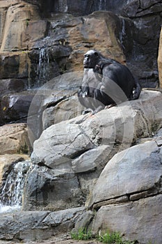 Chimpanzees on a waterfall