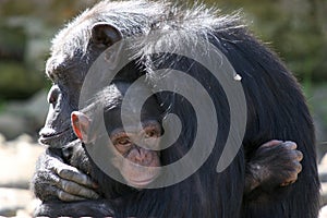 Chimps cuddling