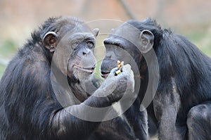 Chimps eating peanuts2