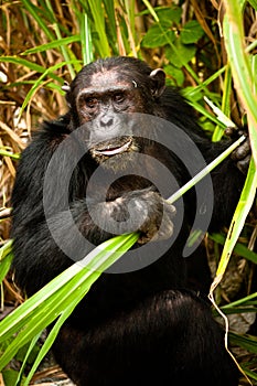 Chimps gone Wild photo