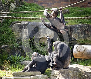 Chimps at play