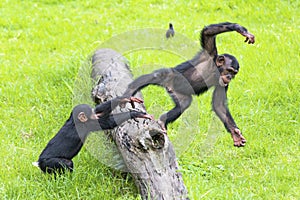Chimps playing on a log