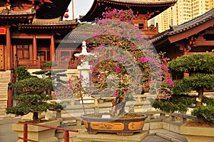 Chin Li nunnery and bonsai gardens, Hong Kong