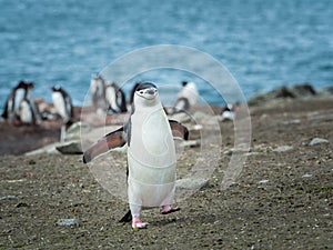 Chin Strap Penguin in South Shetland Islands Antarctica