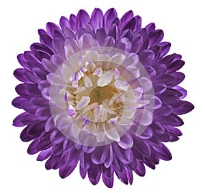 China aster