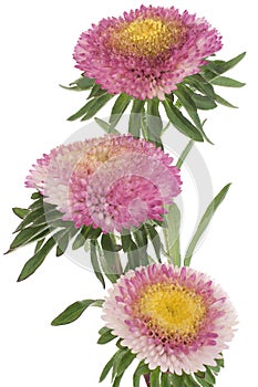 China aster