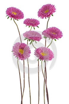 China aster