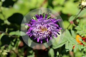 China aster or Callistephus chinensis or Annual aster monotypic genus of flowering plant with dense violet flower surrounded with