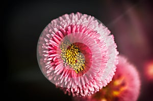 China aster, Callistephus chinensis macro abstract background