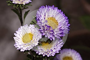 China Aster, Callistephus Chinensis at Pune,