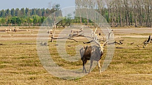 The China Elk Park