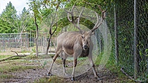 The China Elk Park